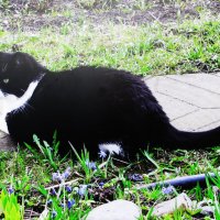 Хорошо в саду :: Людмила Смородинская Хорошо в саду :: Людмила Смородинская