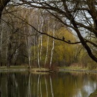 На Путяевских прудах с птичками. :: Василий Ярославцев