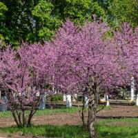 Багряник :: Игорь Сикорский