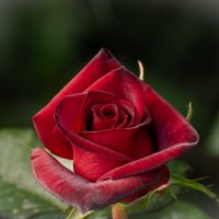 Роза :: Игорь Сикорский