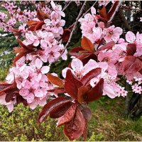 Апрель в Советске. :: Валерия Комова