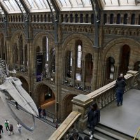 В музее естествознания :: Ольга 