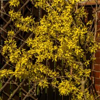 Наряд форзиции. :: Петр Беляков Наряд форзиции. :: Петр Беляков