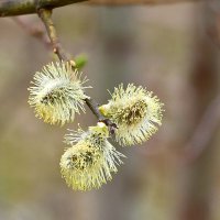 Пушистое трио :: Светлана 