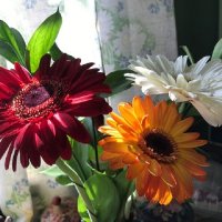 Всегда радуют, весёлые "ромашки"!! :: Татьяна Юрасова