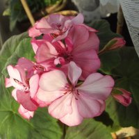 Герань :: Freddy 97