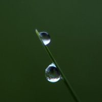 **** :: Андроник Александр 