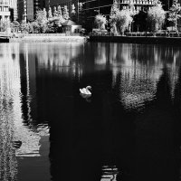 Одинокий лебедь :: Civetta ***