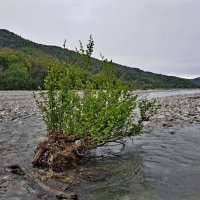 р.ШАХЕ :: Tata Wolf