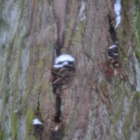 Природное "творчество" :: Надежда Природное "творчество" :: Надежда