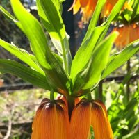 "Колокольчик" :: Александр Кондаков