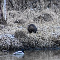 Гармония природы :: Владимир Звягин