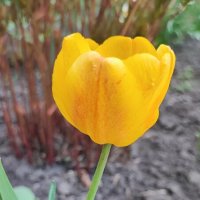 ,,, :: Сергей Тимоновский