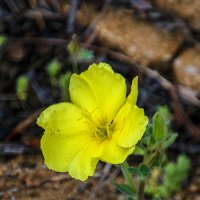 Ослинник двулетний. :: Argaman Табашник