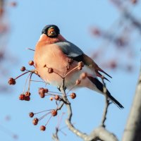 Снегирь. :: Виктор Иванович Чернюк