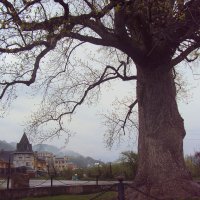 Тюльпановое дерево :: Tata Wolf