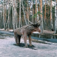 В сосновом лесу :: Георгиевич В сосновом лесу :: Георгиевич