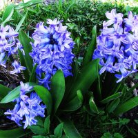 Нежные красавцы :: Людмила Смородинская Нежные красавцы :: Людмила Смородинская