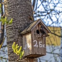 Новосёл :: Валерий Иванович