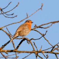 Малиновка :: Александр 