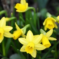 Москва. Аптекарский огород. Апрель. :: Наташа *****