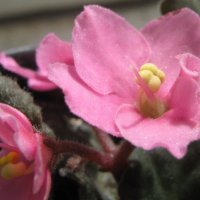 Фиалка :: Елена Семигина