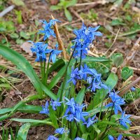 Голубой кустик :: Светлана 