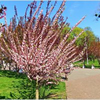 Цветение луизеании. :: Валерия Комова Цветение луизеании. :: Валерия Комова