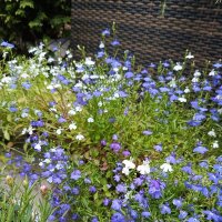 Цветение :: Татьяна Пальчикова Цветение :: Татьяна Пальчикова