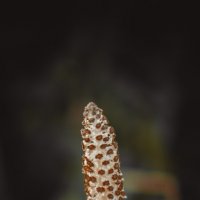 Equisetum arvense :: Варвара Высоцкая