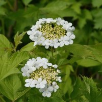 Калина :: Oleg4618 Шутченко Калина :: Oleg4618 Шутченко