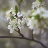 Весна :: Sergey Gorelov
