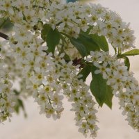 Черёмуха :: Глеб 