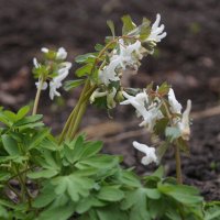 Хохлатка благородная :: Глеб 