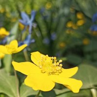 Союз жёлтых. :: Pippa 