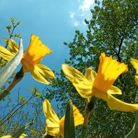 Союз жёлтых. :: Pippa Союз жёлтых. :: Pippa