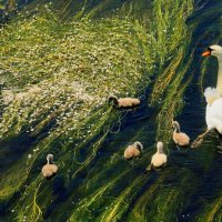 Прогулка :: Юрий. Шмаков