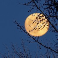 Полнолуние :: Виктория 