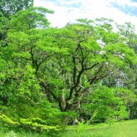 парк :: марта Камушкина