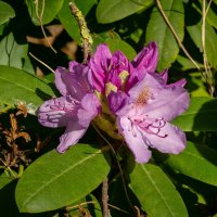 Про рододендрон... :: Николай Гирш