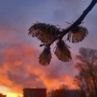 Ива :: Сапсан 