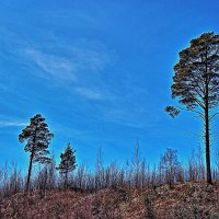 Май...Олений остров.Сосны! :: Владимир 