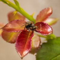 Листья розы :: Игорь Сикорский