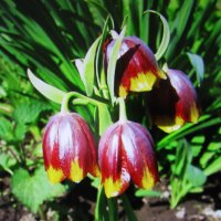 Рябчик :: Людмила Смородинская