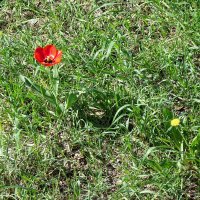 Дикий тюльпан :: Сеня Белгородский