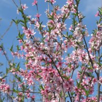 апрельское , розовое :: Елена Шаламова