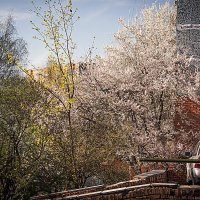 Цветение :: Владимир Кроливец