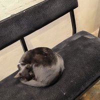 Театральный котик. :: Ольга 