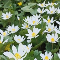 Весеннее разноцветье :: Pippa 