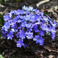 Москва. Аптекарский огород. Апрель. :: Наташа ***** Москва. Аптекарский огород. Апрель. :: Наташа *****